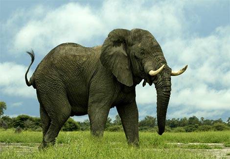 articles: AfricanElephant.jpg