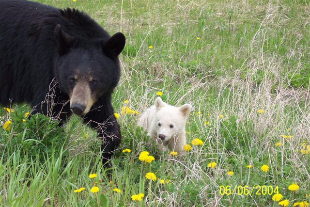 articles: WhiteBlackBear2.jpg